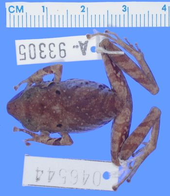 Media type: image; Herpetology A-93305